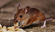 24 Hour & Emergency Exterminators in Lees Summit, MO
